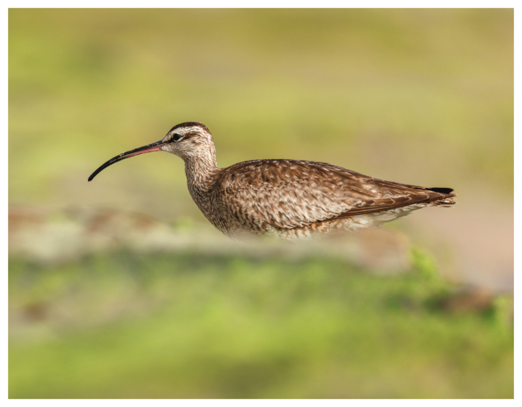 Main image Whimbrel on Beach