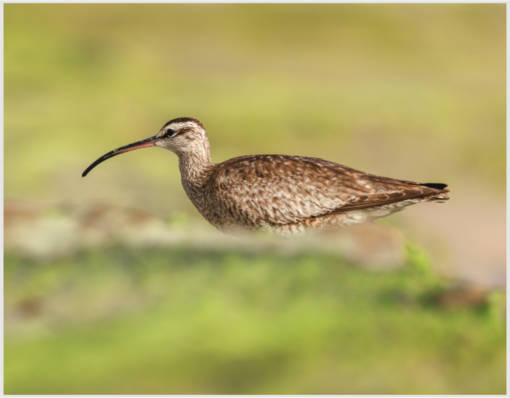 Main image whimbrel on beach