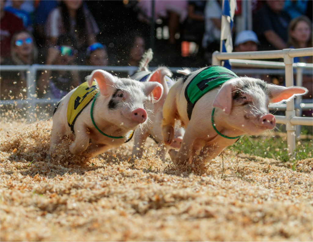 Main image When Pigs Fly