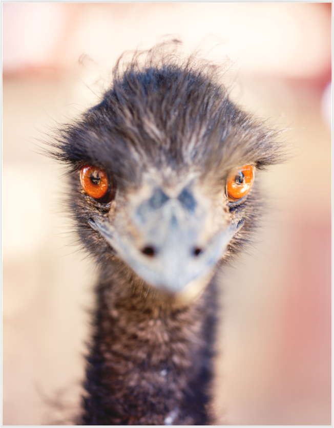 Main image emu see you