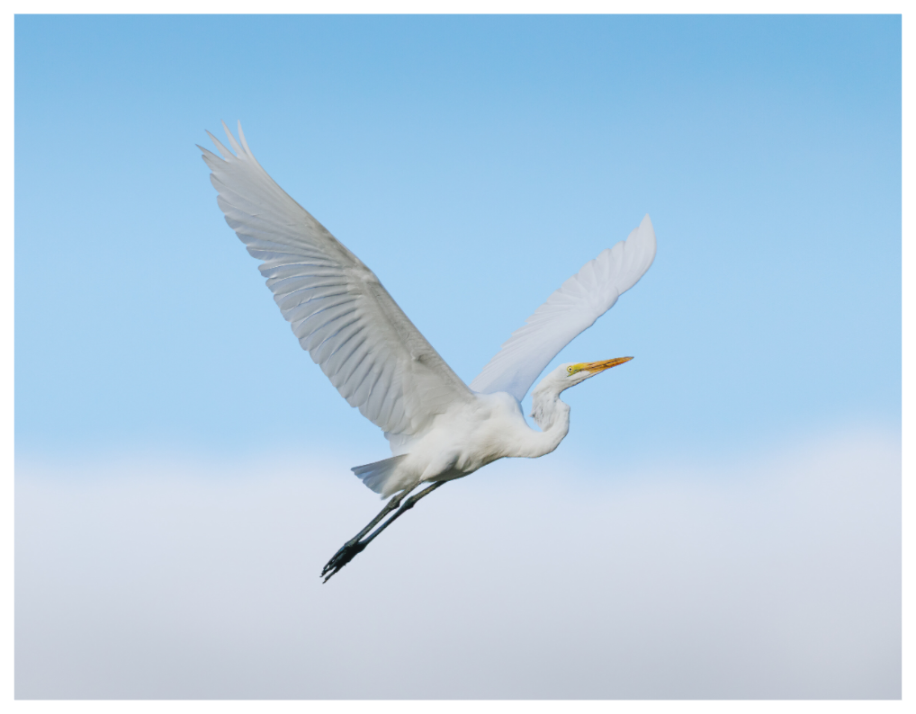 Main image Great Egret on Cloud 9