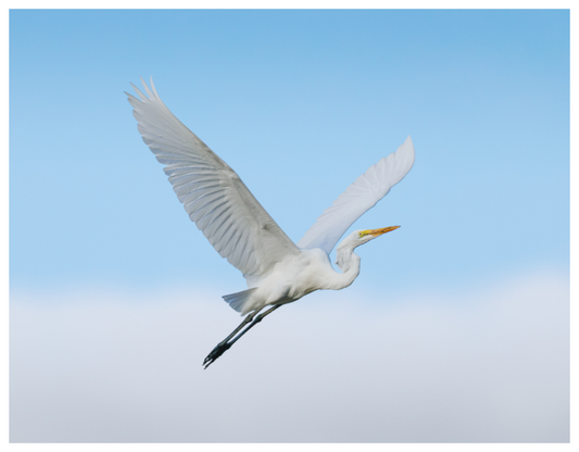Main image Great Egret on Cloud 9