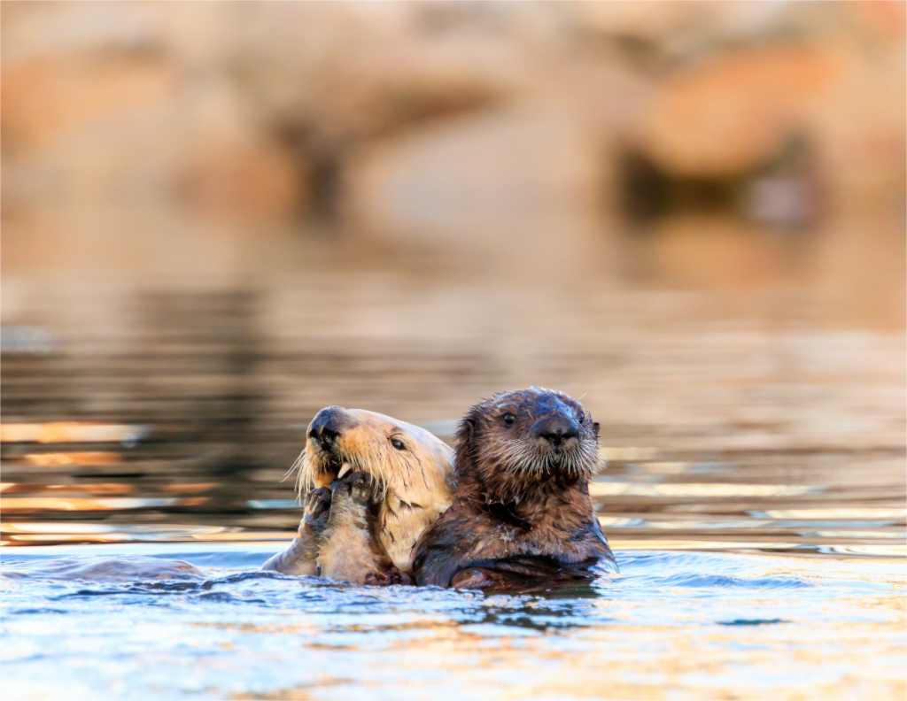 Main image Morning Swim