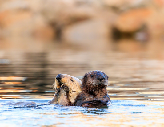 Main image Morning Swim