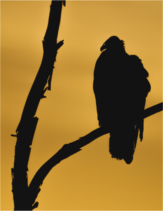 Main image V is for Vulture