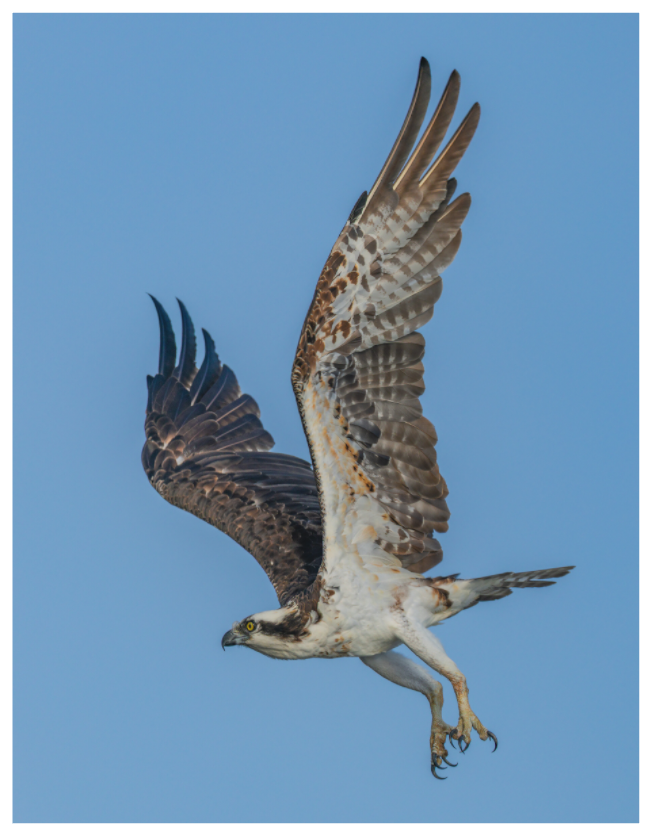 Main image Dual Catching Claws