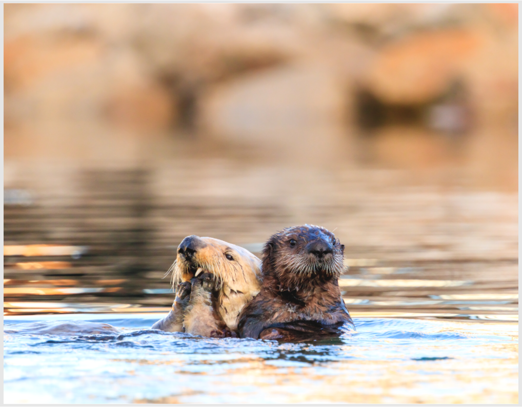 Main image morning swim