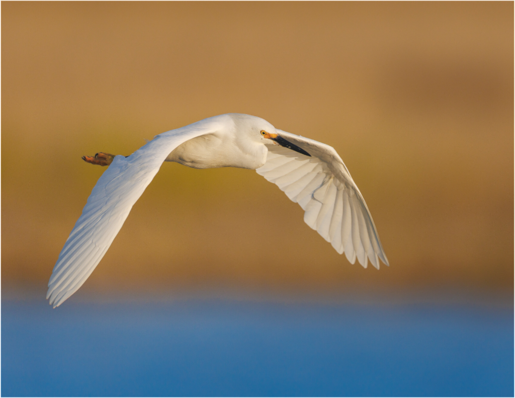 Main image Egret into Sunset
