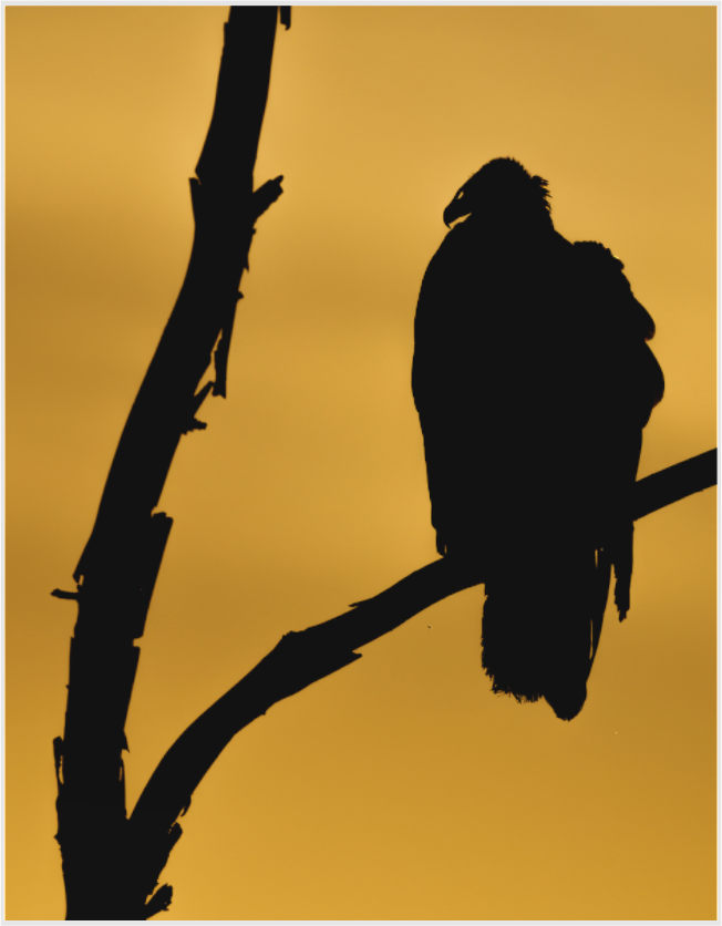 Main image v is for vulture