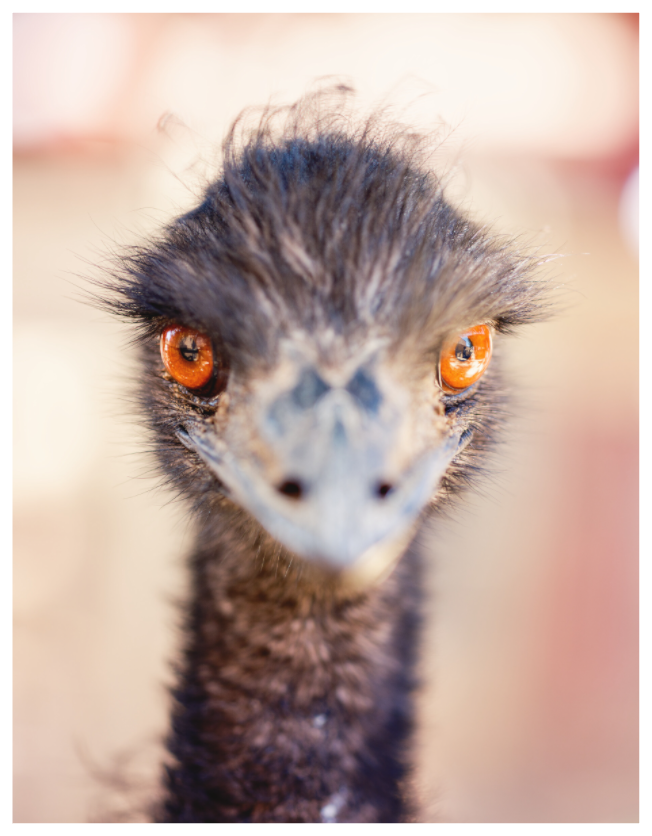 Main image Emu See You