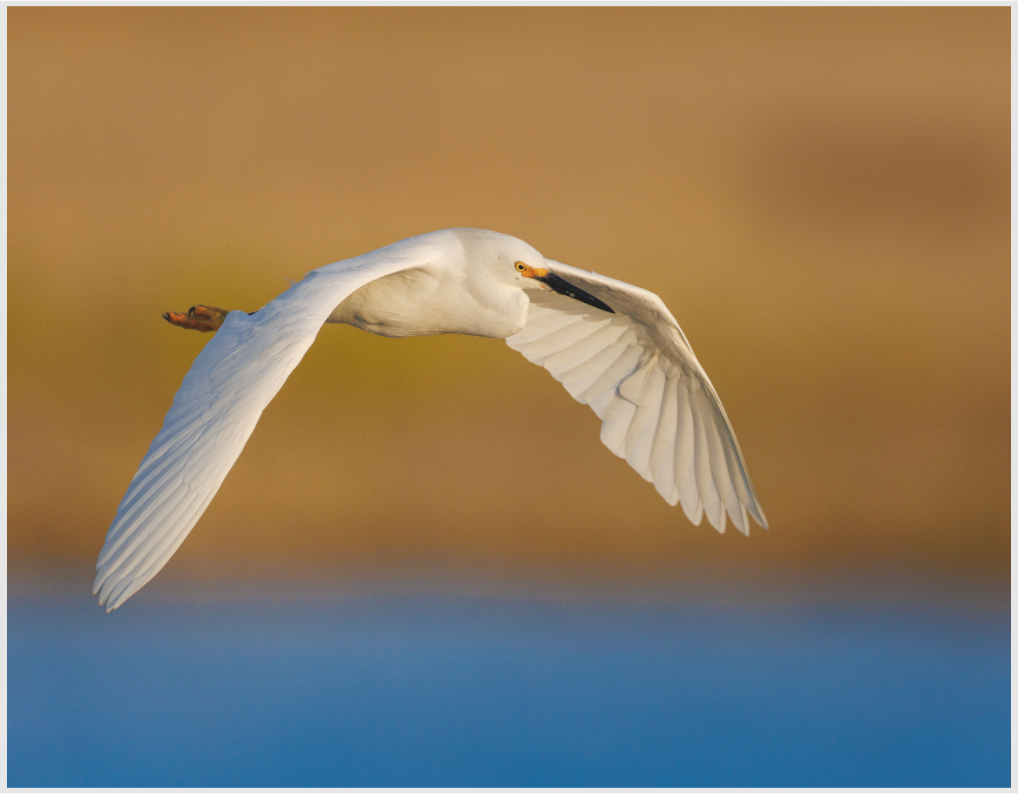 Main image egret into sunset