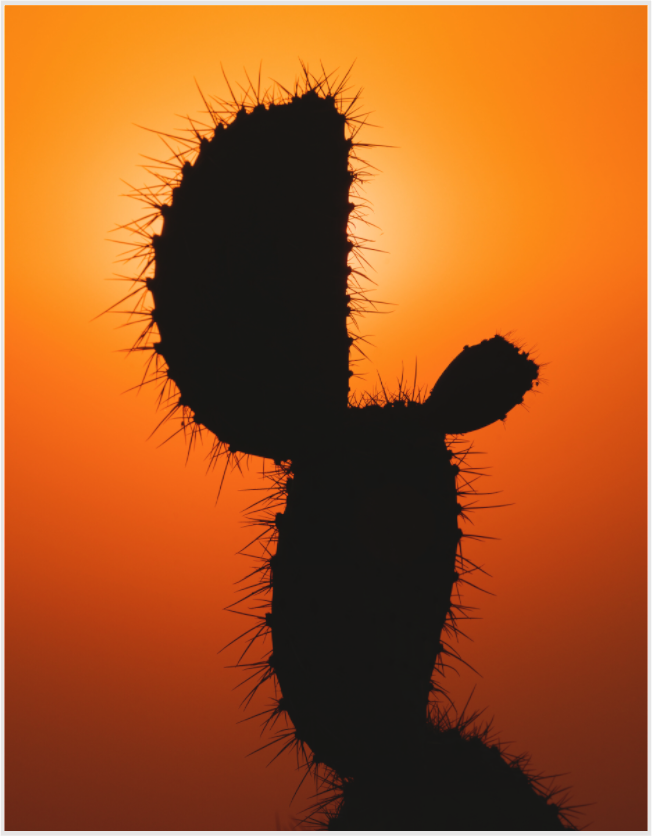 Main image fire cactus