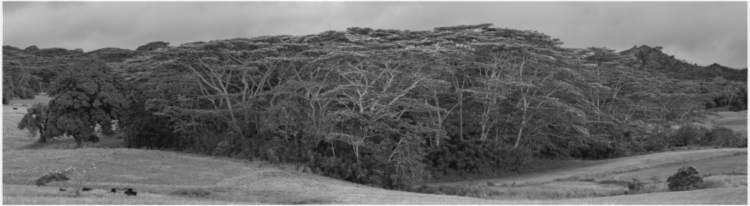 Main image kauaian copse of trees