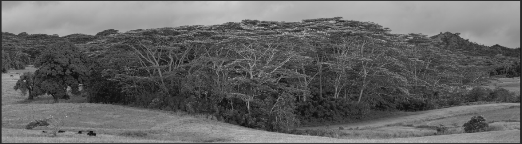 Main image Kauaian Copse of Trees