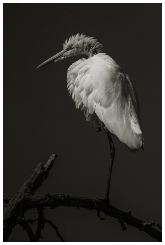 Main image Egret on a Stick
