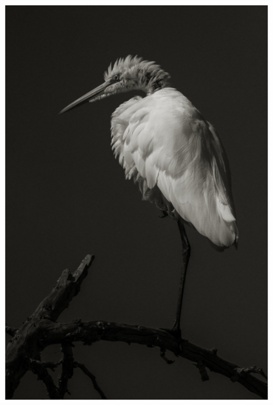 Main image Egret on a Stick