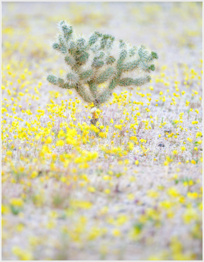 Main image cholla & pepperoncinis