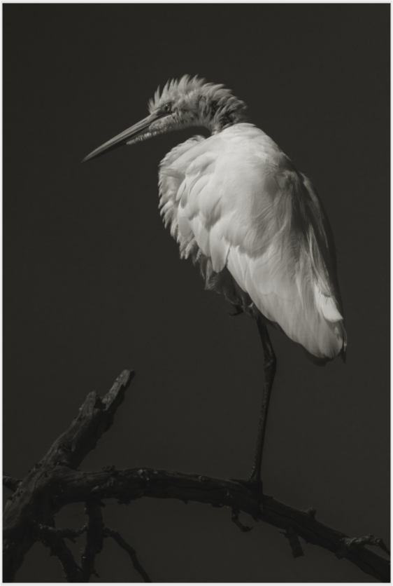 Main image egret on a stick
