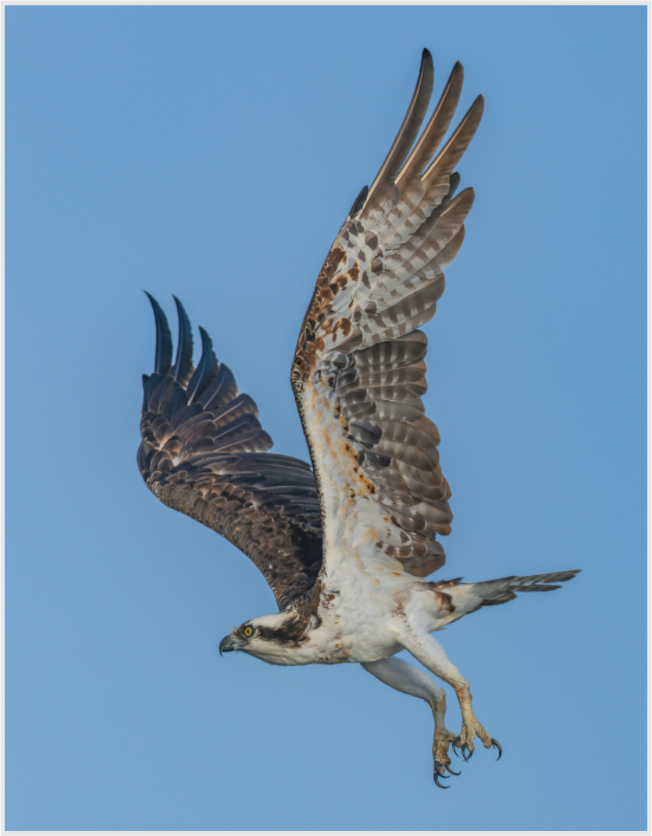Main image dual catching claws