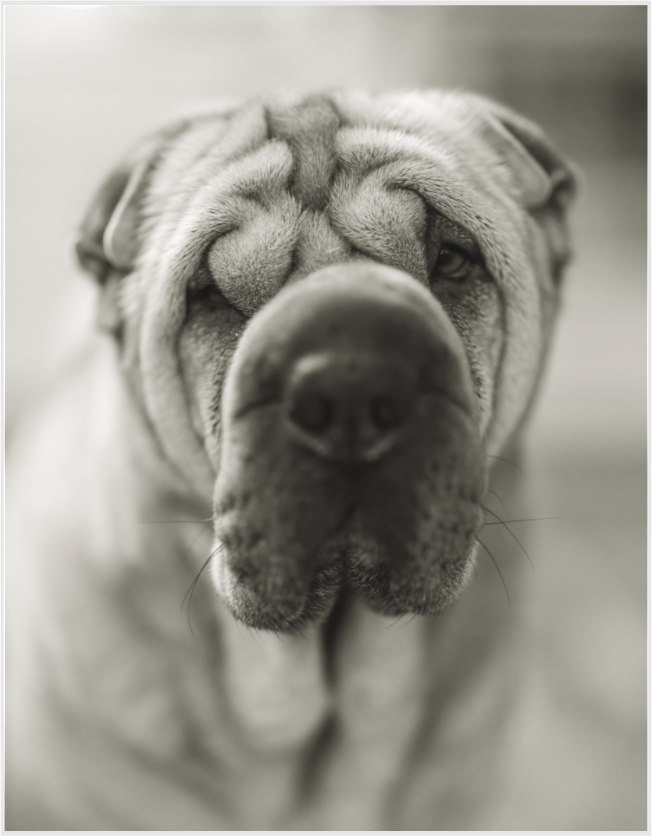 Main image shar pei or blurray?