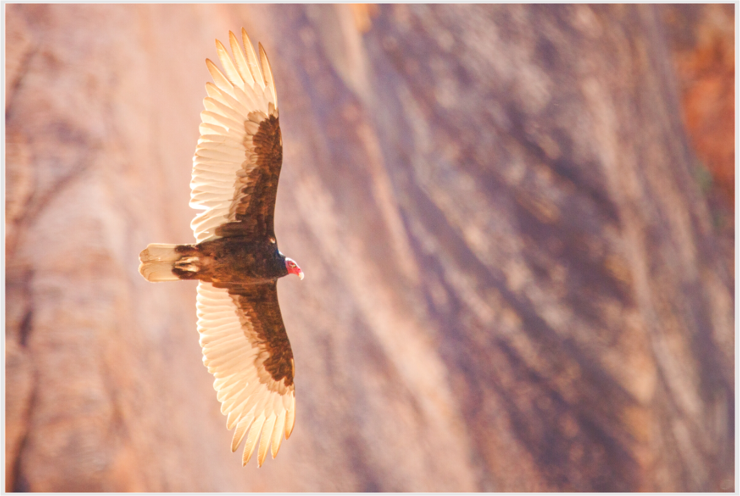 Main image soarin'