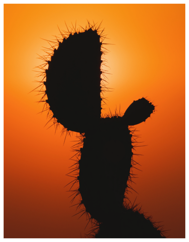 Main image Fire Cactus