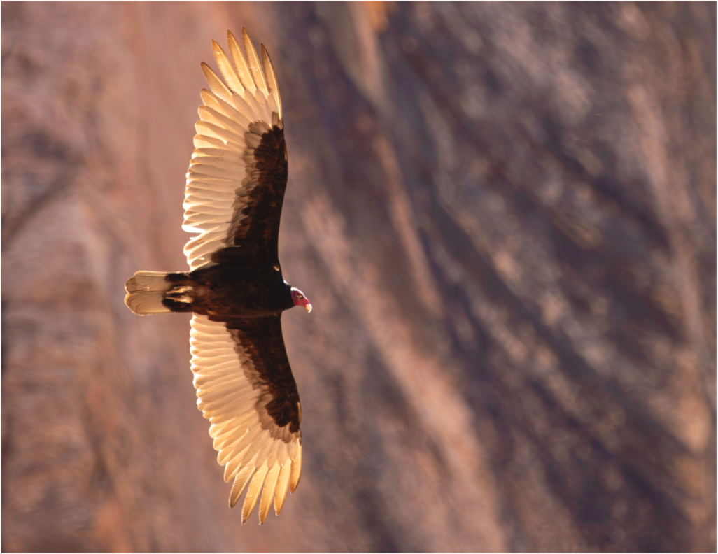 Main image Soarin'