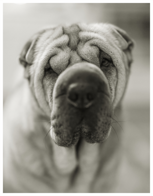 Main image Shar Pei or Blurray?