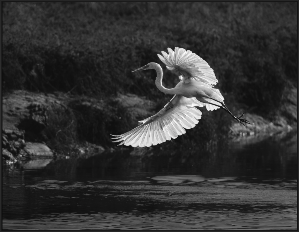 Main image Backlit Great Egret