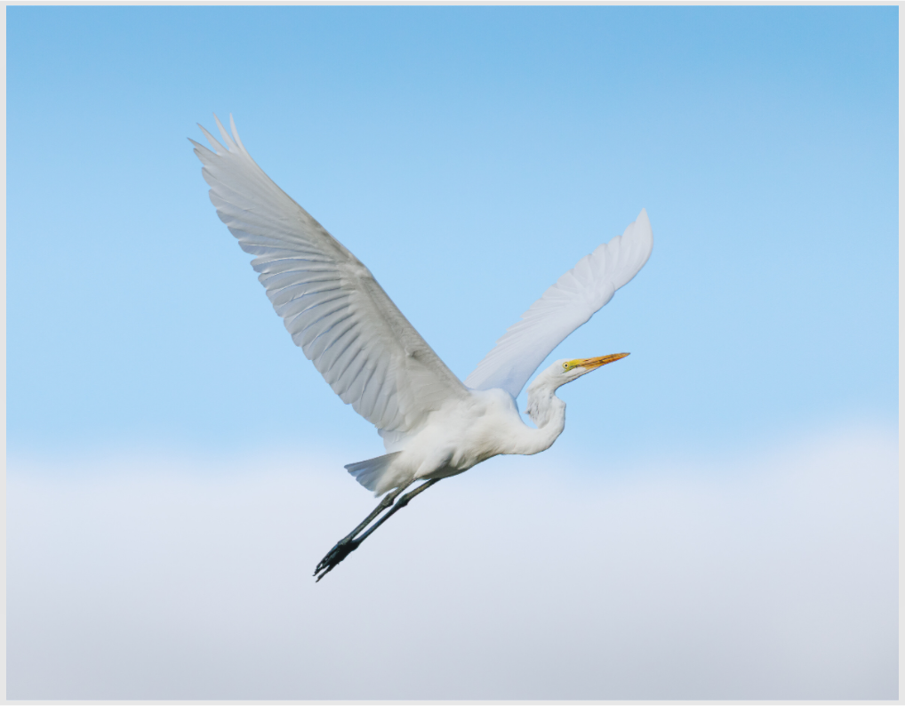 Main image egret into cloud 9