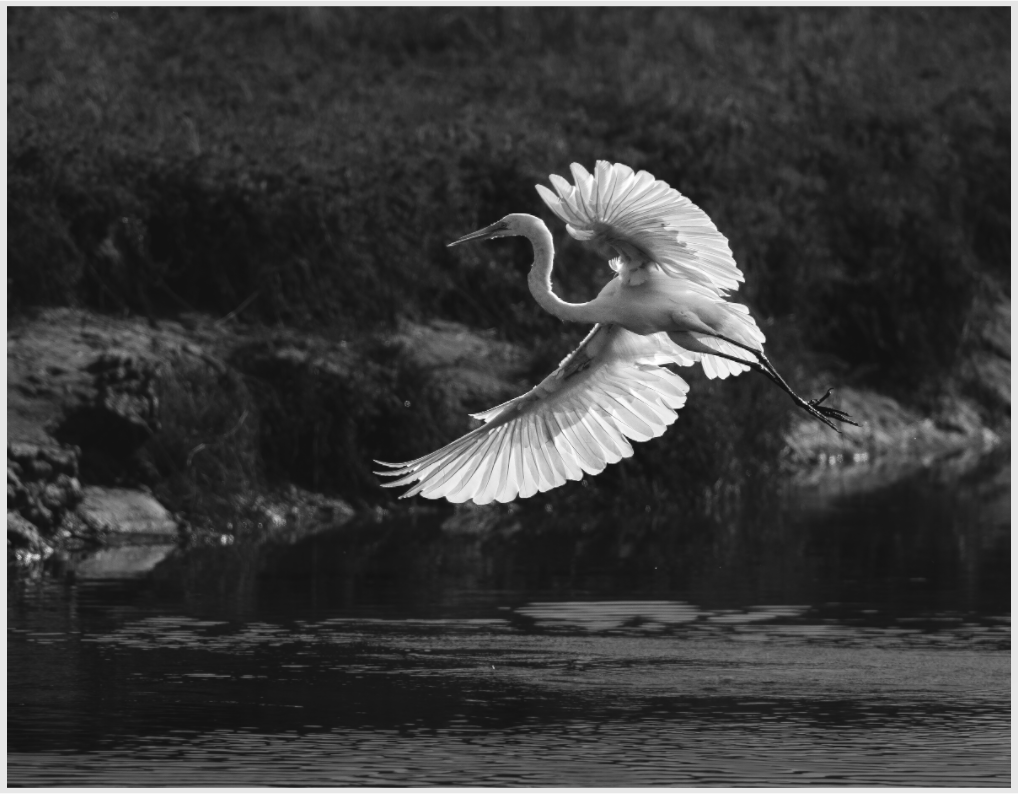 Main image backlit great egret